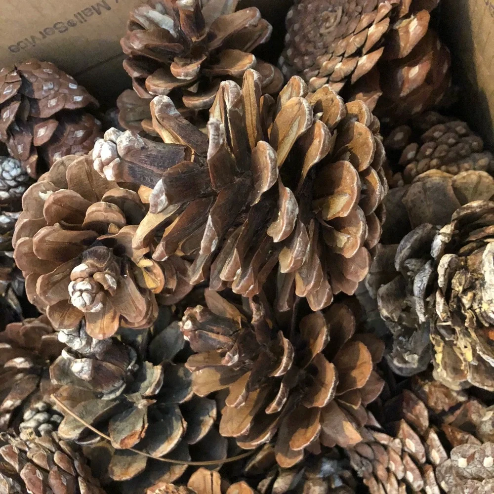 80+PINE CONES All natural holiday wreath making
